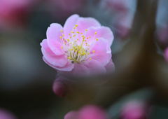 紅梅　２/８