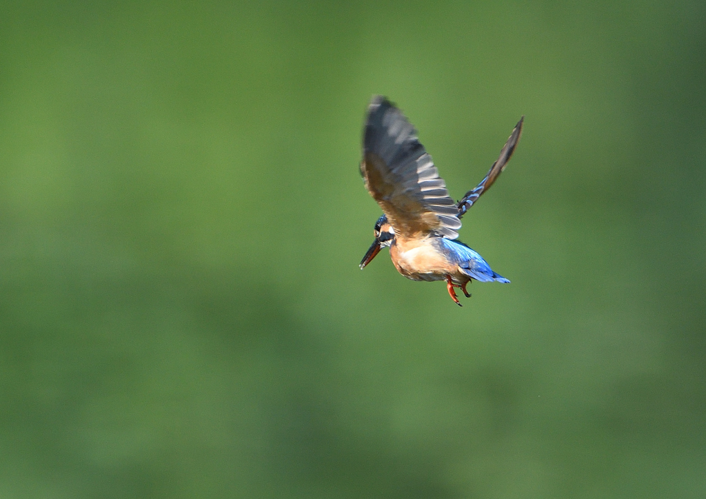 成鳥の雌・ホバる　９/１０❶