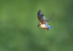 成鳥の雌・ホバる　９/１０❶