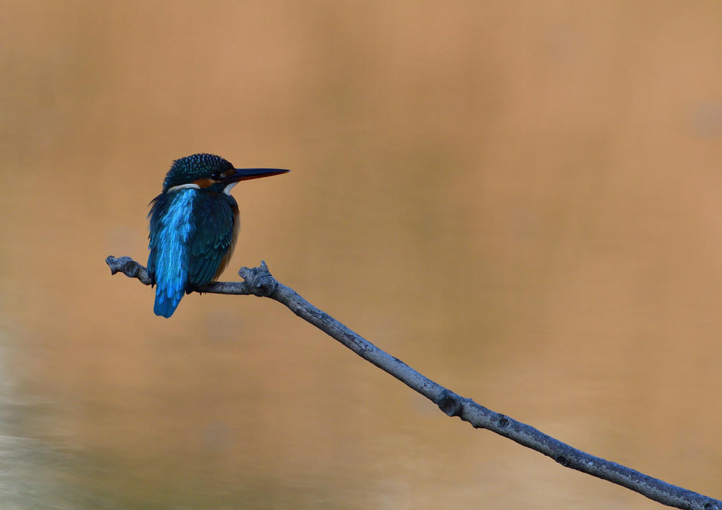 止まり木　１１/１７