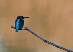 止まり木　１１/１７