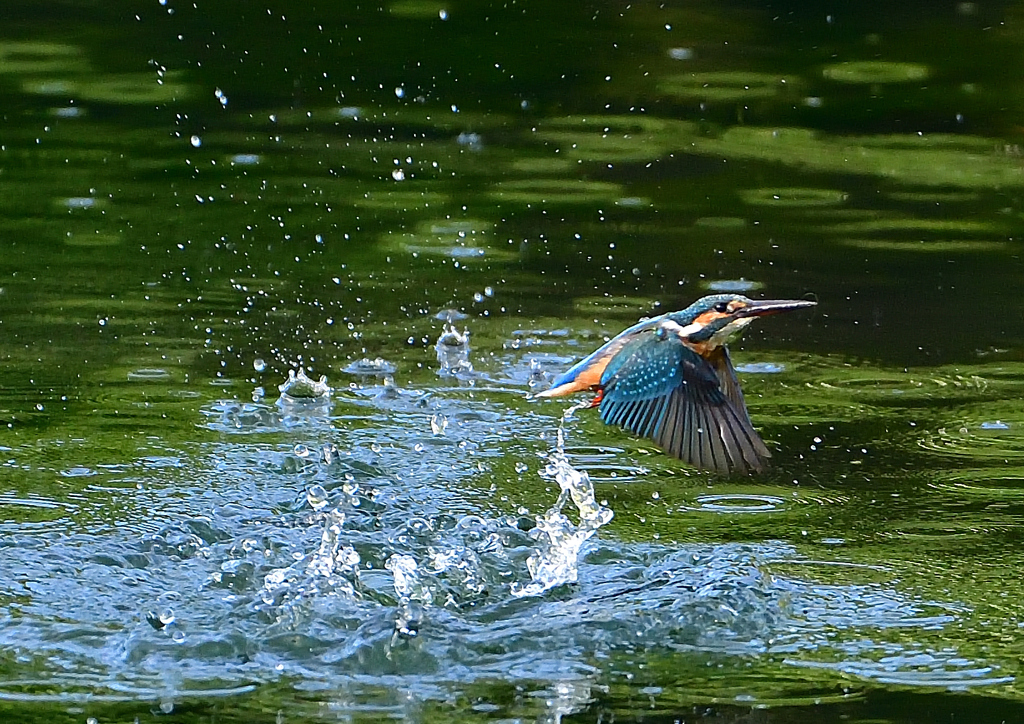 いつもの公園で　８/１４❶