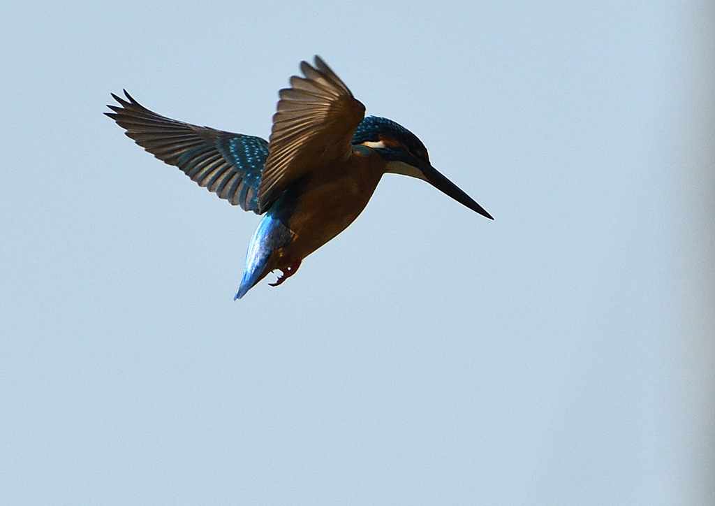 _190305_103708 DSC_6833