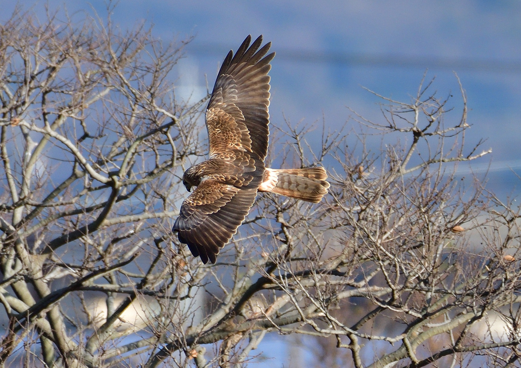 チュウヒ　１/４❶