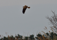 チュウヒ　２/１２❶