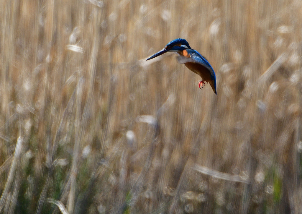 ホバ　３/１９❽