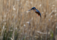 ホバ　３/１９❽