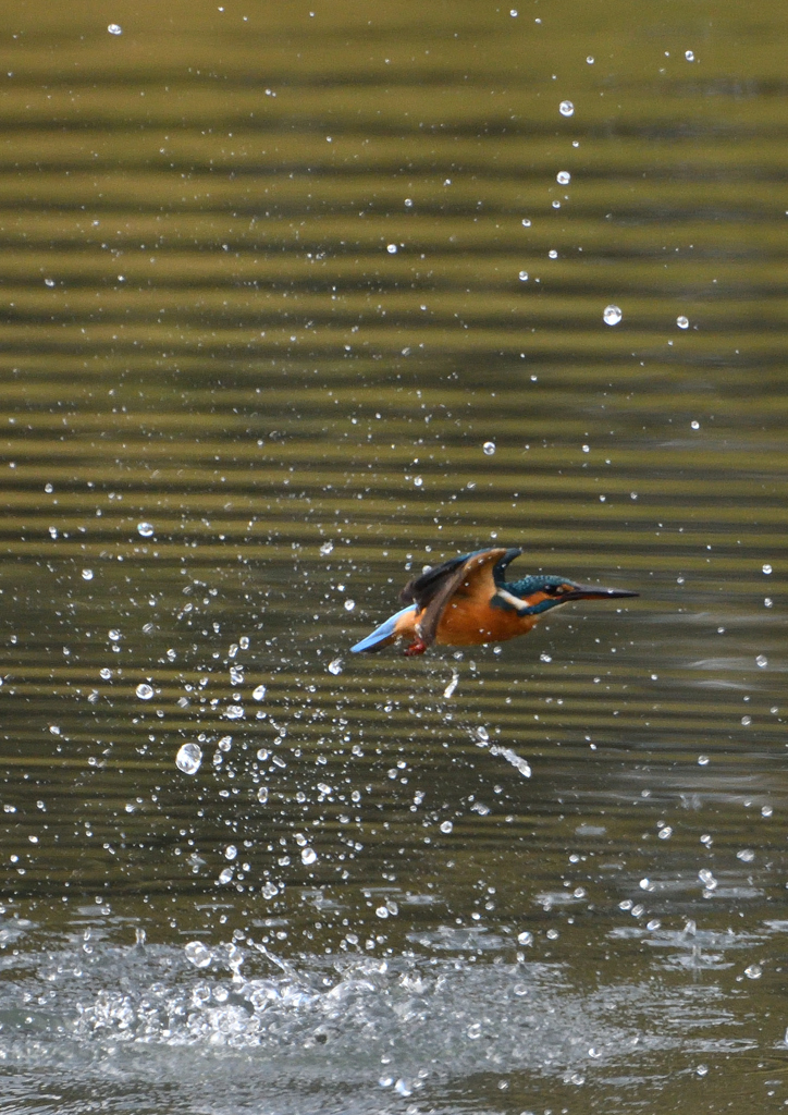 _191102_095042 DSC_8931