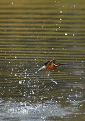 _191102_095042 DSC_8931