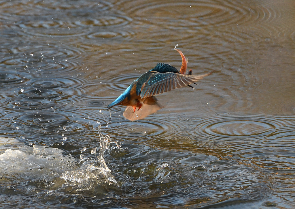 ドジョウを・・・❸