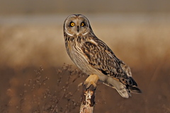 コミミズク　１/１０➌