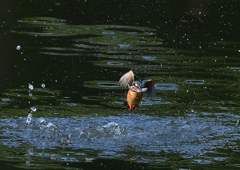 魚を・・・・・・　５/８❶