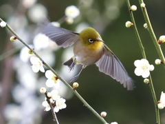 メジロ　２/２５❶