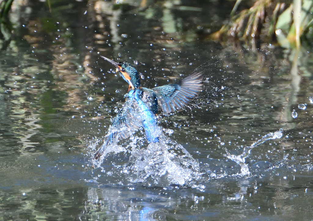 水飛沫　１１/８❷