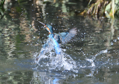 水飛沫　１１/８❷