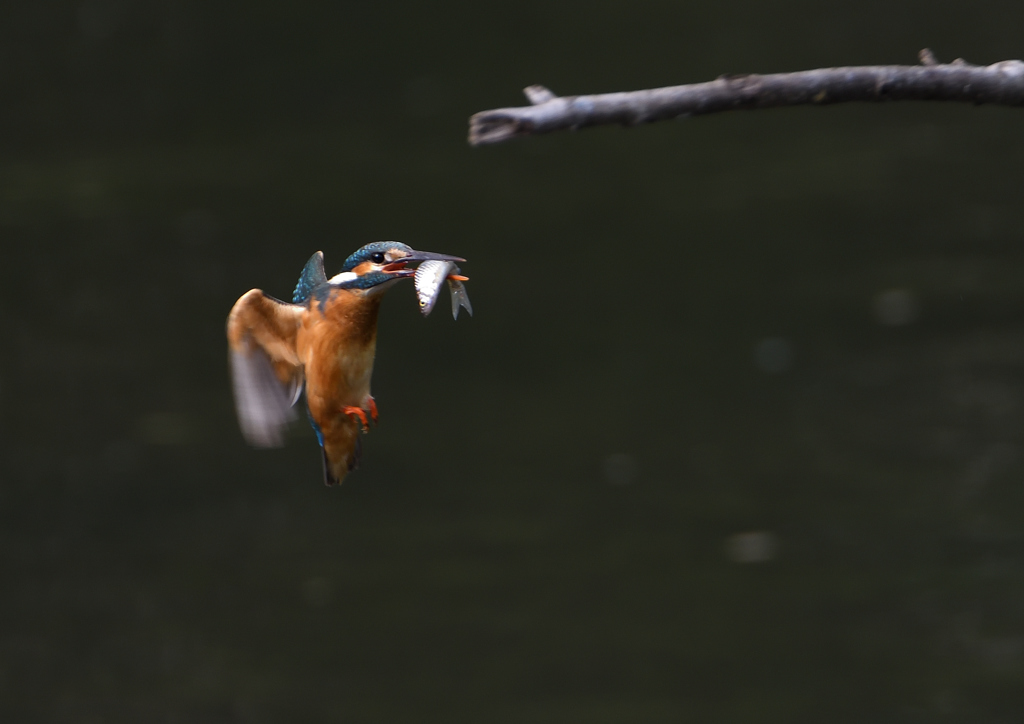 魚を・・・・　５/２０❹