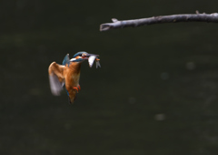 魚を・・・・　５/２０❹