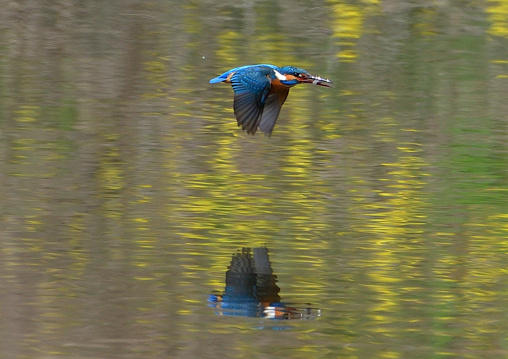 魚を・・・・　４/１７❺