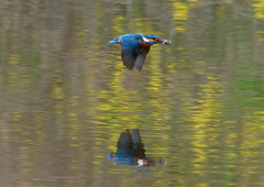 魚を・・・・　４/１７❺