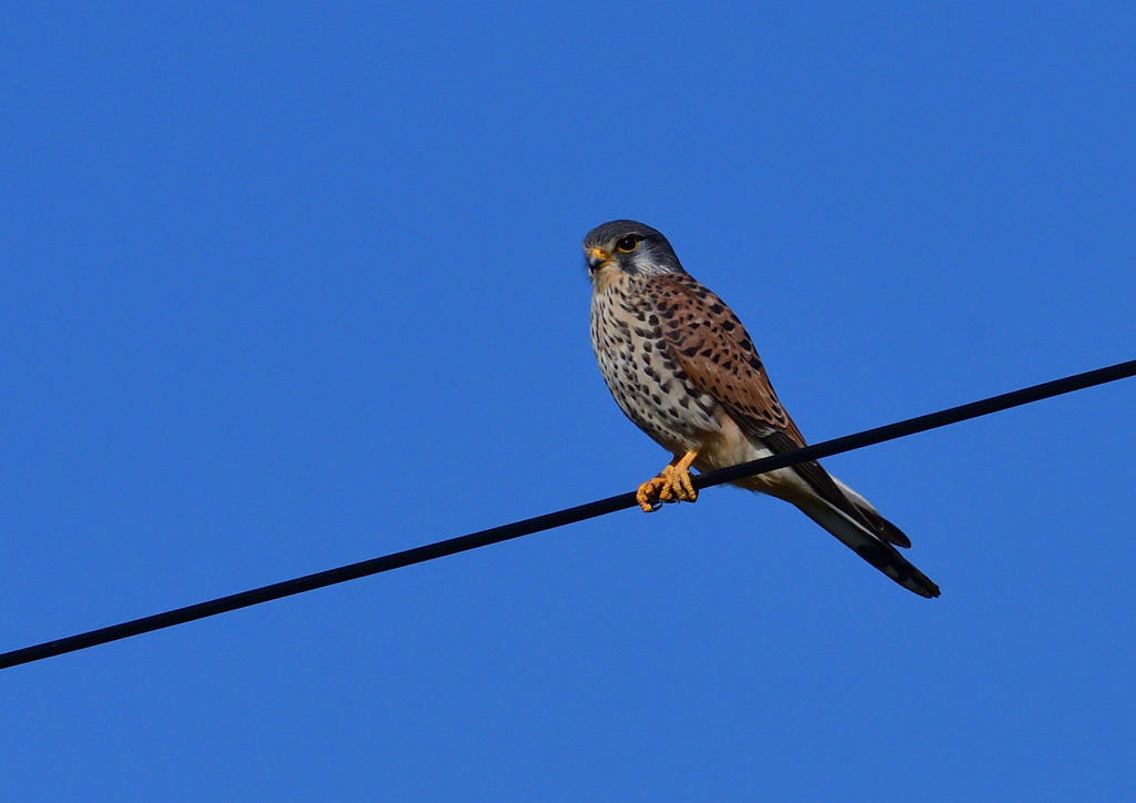 チョウゲンボウ　１/４❶