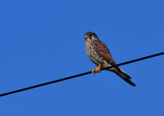 チョウゲンボウ　１/４❶