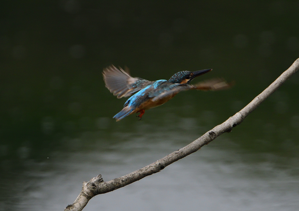 止まり木から・・・　８/２０❷