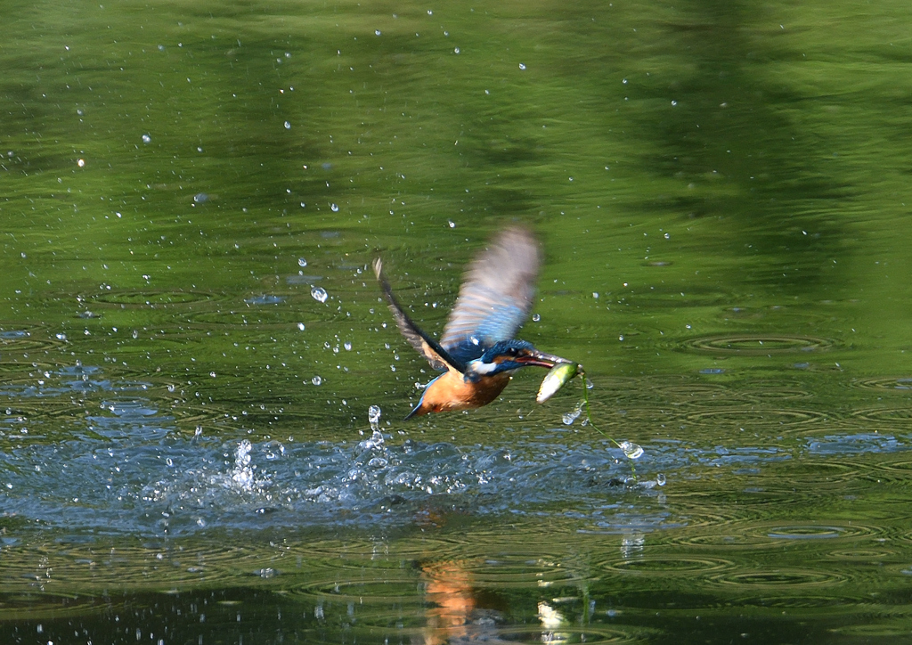 ダイブ　５/２４❶