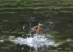 ダイブ　５/２３❽