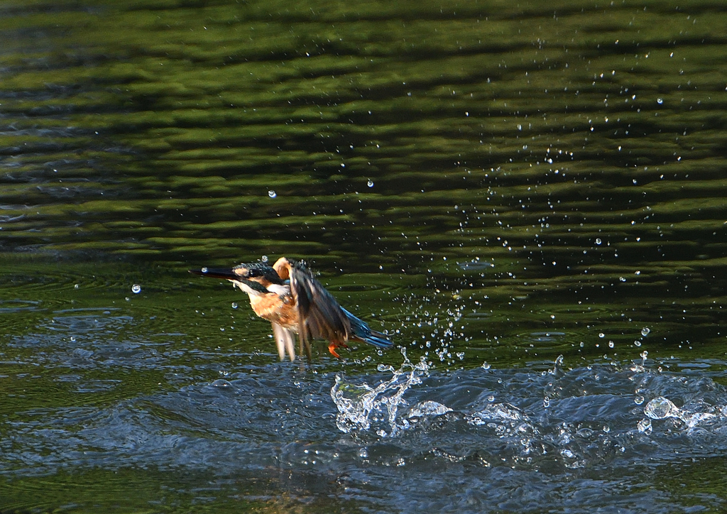 ダイブ　８/２５❷