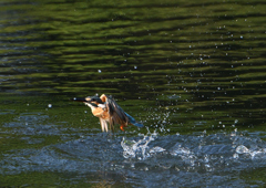 ダイブ　８/２５❷