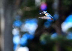 ホバ　４/２０❶