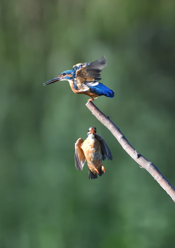 2羽のカワセミ　９/６❷