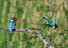 オス＆メス　５/２２❸