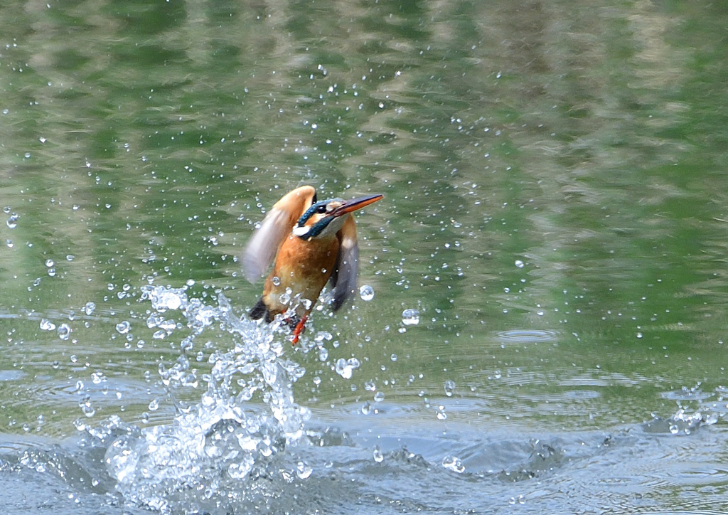 ダイブ　４/２２❽