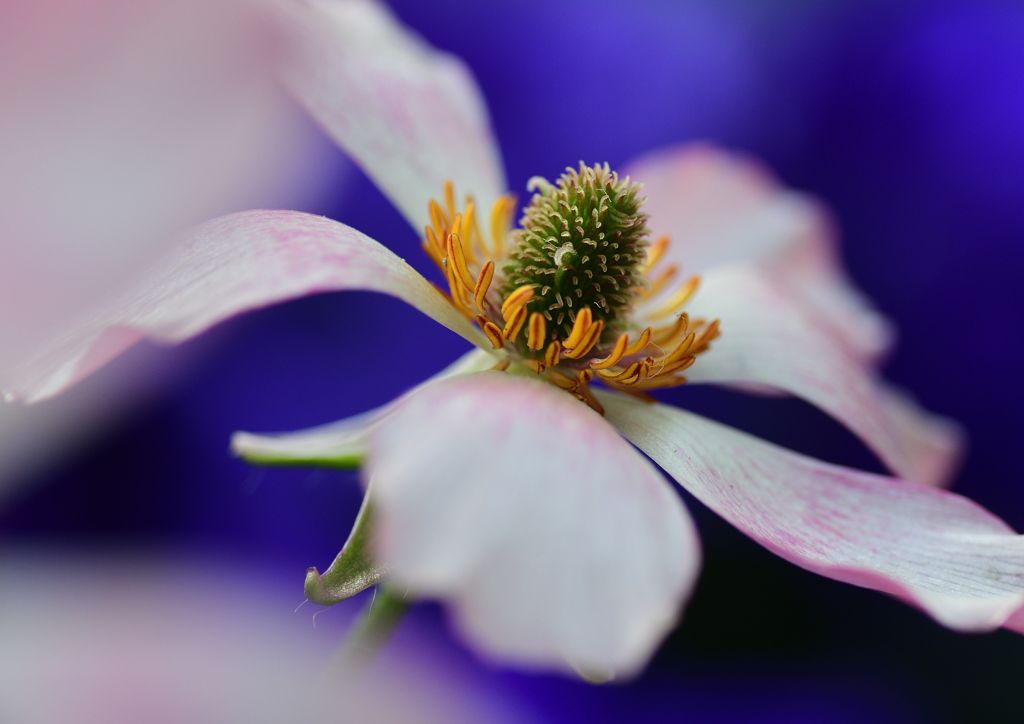 Flower❶