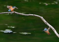 いつもの公園　７/１６⑦