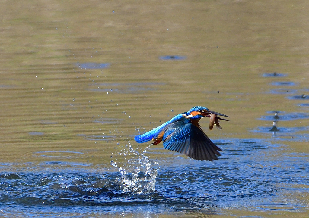 いつもの公園で　１２/３❽