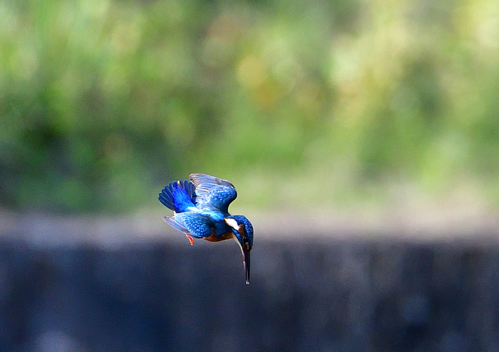 いつもの公園で　１０/１４❼