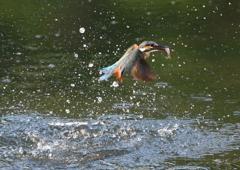 魚を・・・・　８/１❹