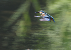 若鳥の雄・ホバる　９/１０❸