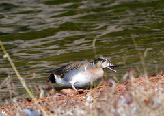 トモエガモ　１２/８❷