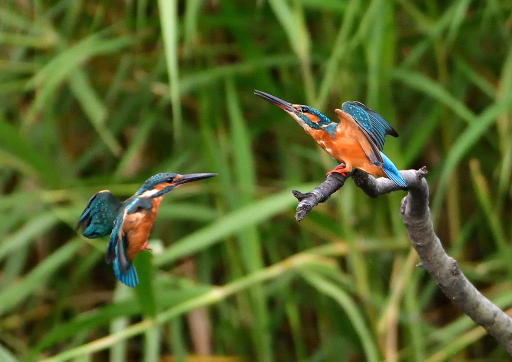 2羽のカワセミ　９/２９❶