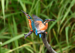 2羽のカワセミ　９/２９❷