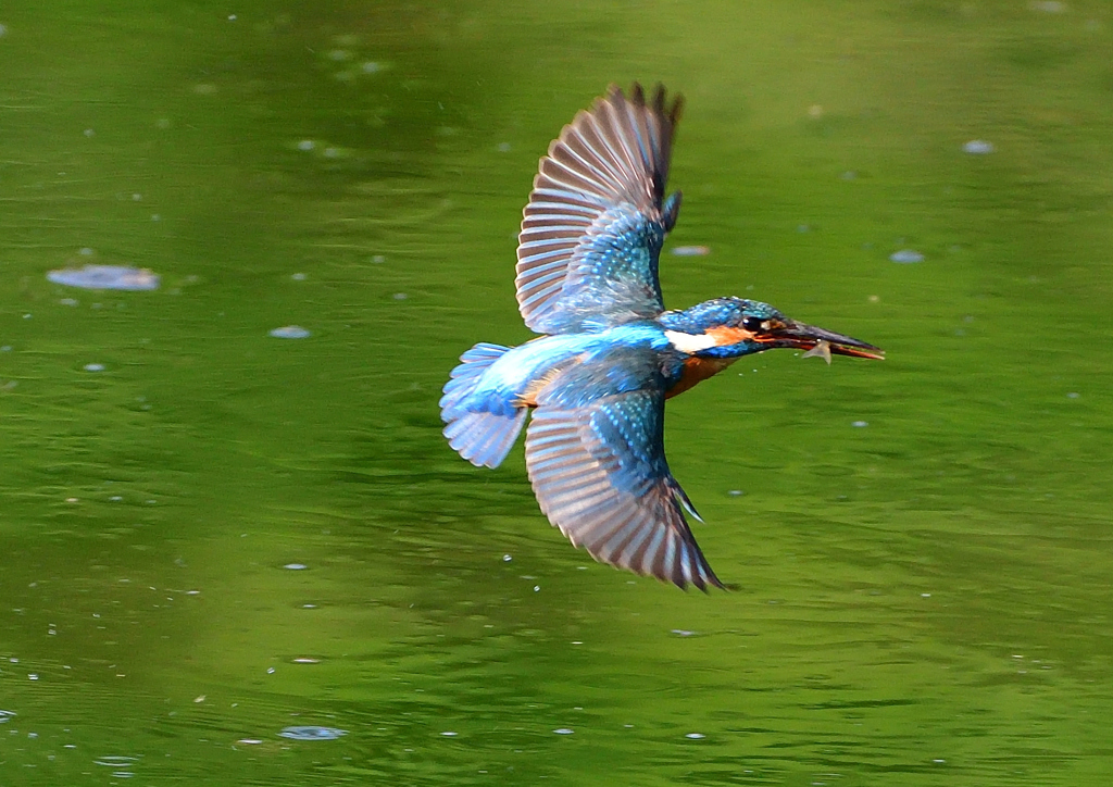 いつもの公園　５/２５❹