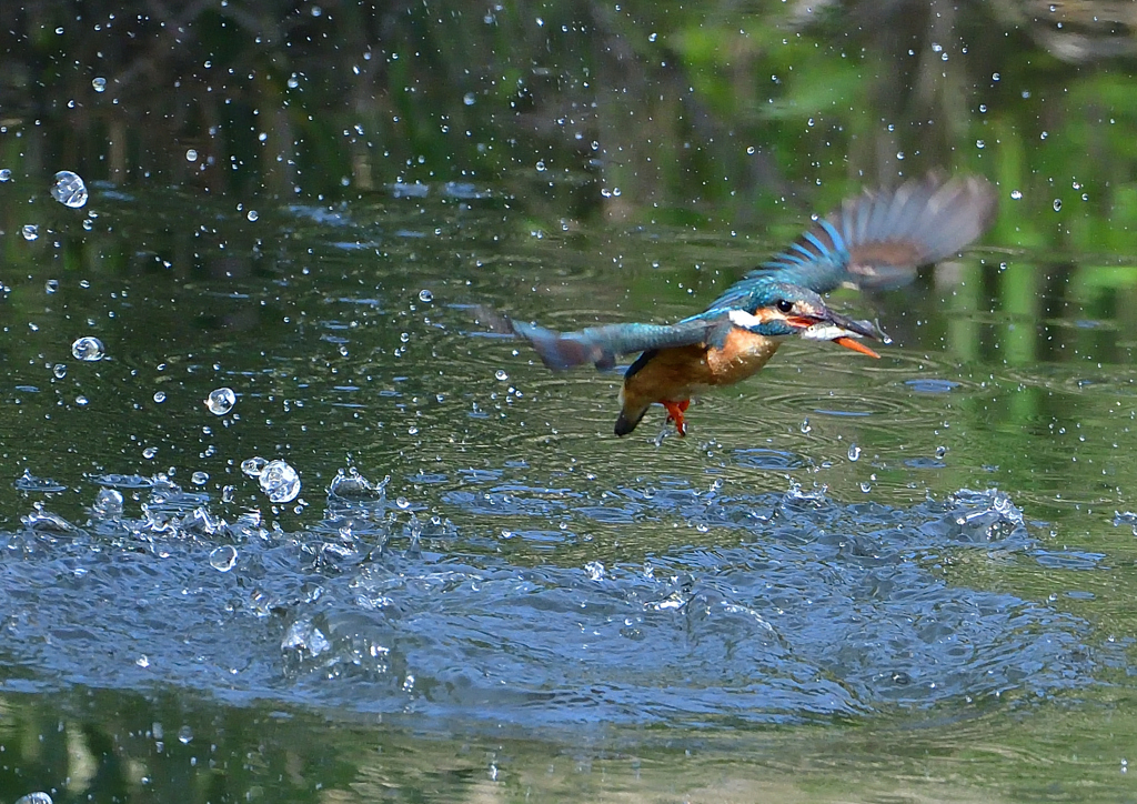 魚を・・・・・・　５/１８❸