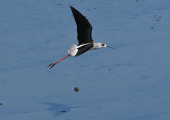 セイタカシギ　❷