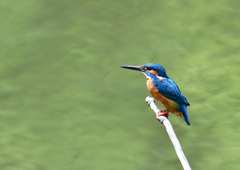 止まり木　５/８