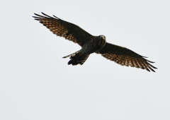 サシバの飛翔　９/２７❼