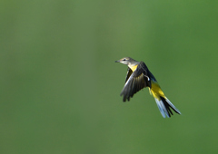 キセキレイ飛ぶ　８/２６❷