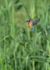 二番子のホバ❶